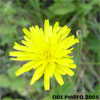 yellow floret