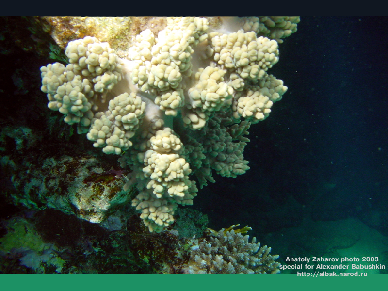 Замечательные кораллы