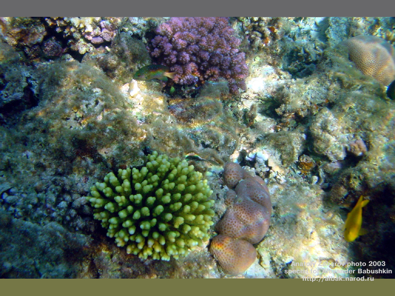 Замечательные кораллы